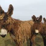 Baudet du Poitou à vendre : Orion du Marais