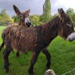 Baudet du Poitou à vendre : Looping du Marais