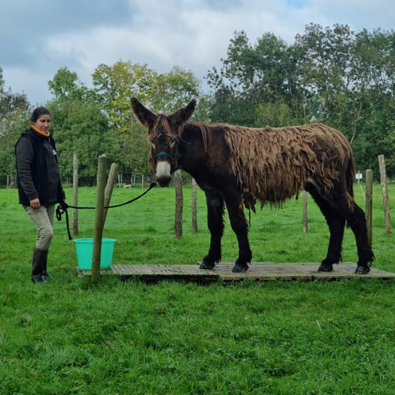 looping baudet poitou a vendre